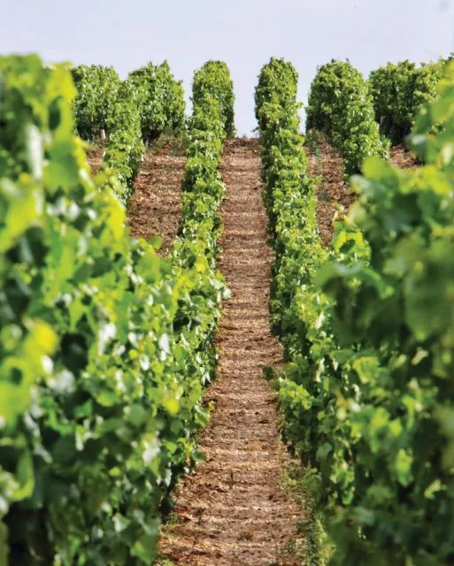 Chablis: a Burgundy for the masses