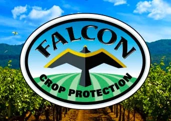 Guardians of the Grapes: Falcon Kites a Soaring Success for Vineyards