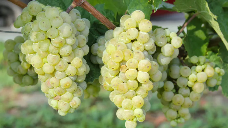 The 14 Best Grüner Veltliners for 2024