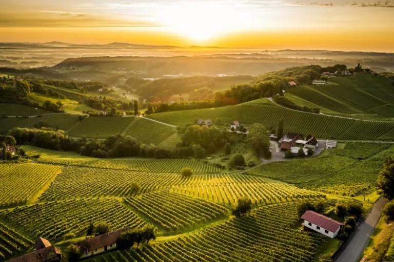 The sauvignon blanc story from Steiermark to Marlborough