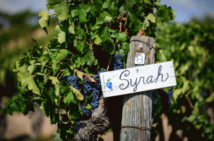 Syrah and Shiraz &#8211; what is the difference?