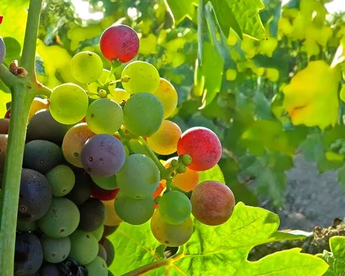 All about the Christmassy colors of summer grapes