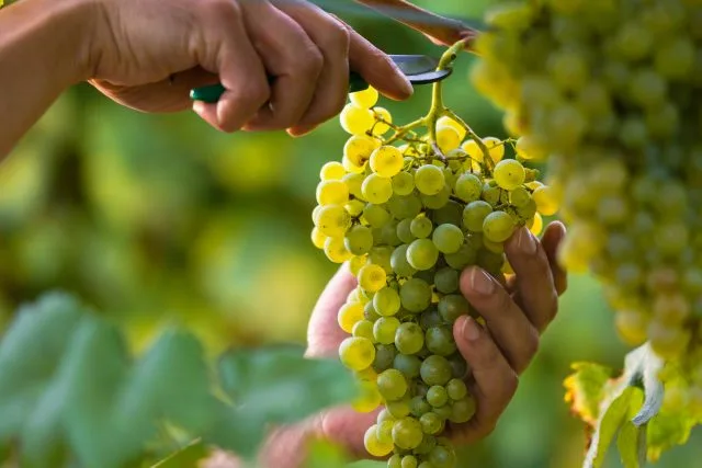 Napa harvest kicks off with Chardonnay picked first