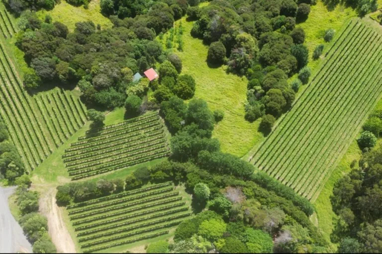 Waiheke syrah from Jasper Ridge