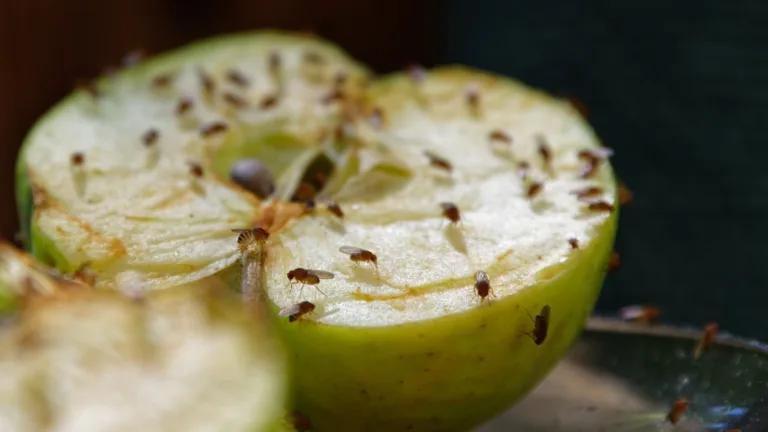 The Secret to Getting Rid of Fruit Flies Is Sitting in Your Spice Cabinet