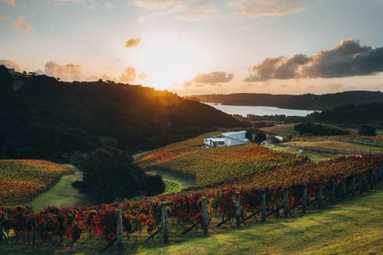 Exploring the newly classified NZ wines