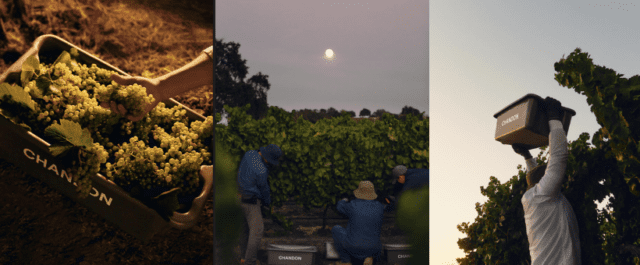 2024 Harvest Report: Chandon California Calls First Pick and Announces Start to Napa Valley Harvest