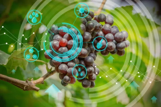 Next-Gen Viticulture: The Future of Intelligent Farming in the Wine Industry