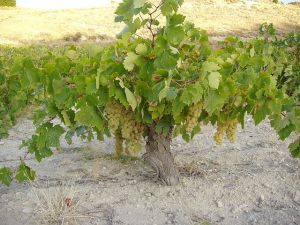 Spain’s Lesser Known but Widely Planted Arién Grape