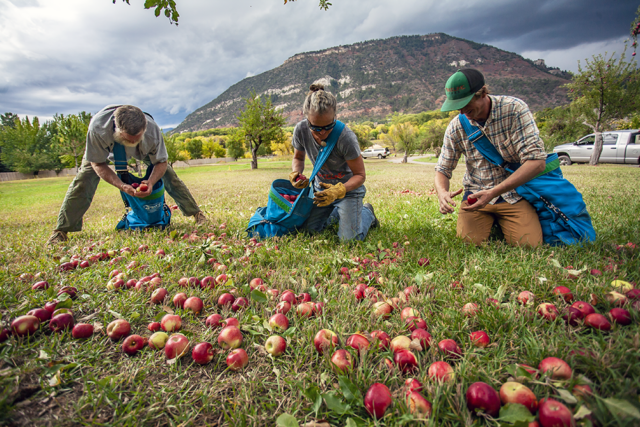 Fenceline Cider 2024 Community Pick Is Open