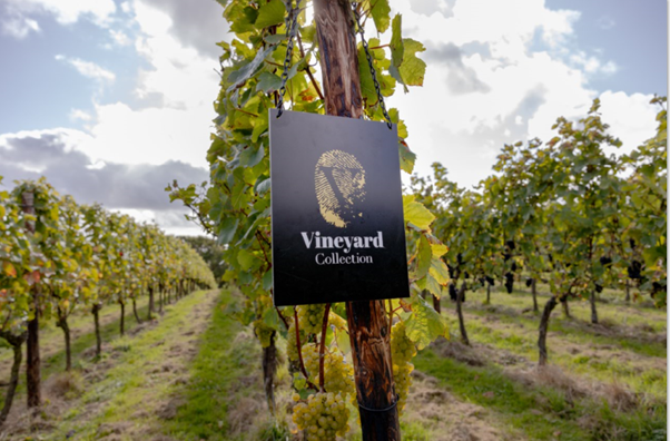 Virgin Wines launches range from its own vines