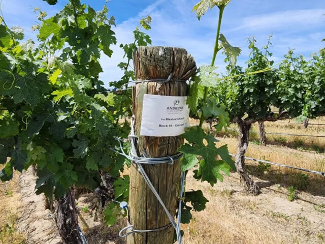 Blasted Church Vineyards Starts 2024 Harvest – Outside of BC!