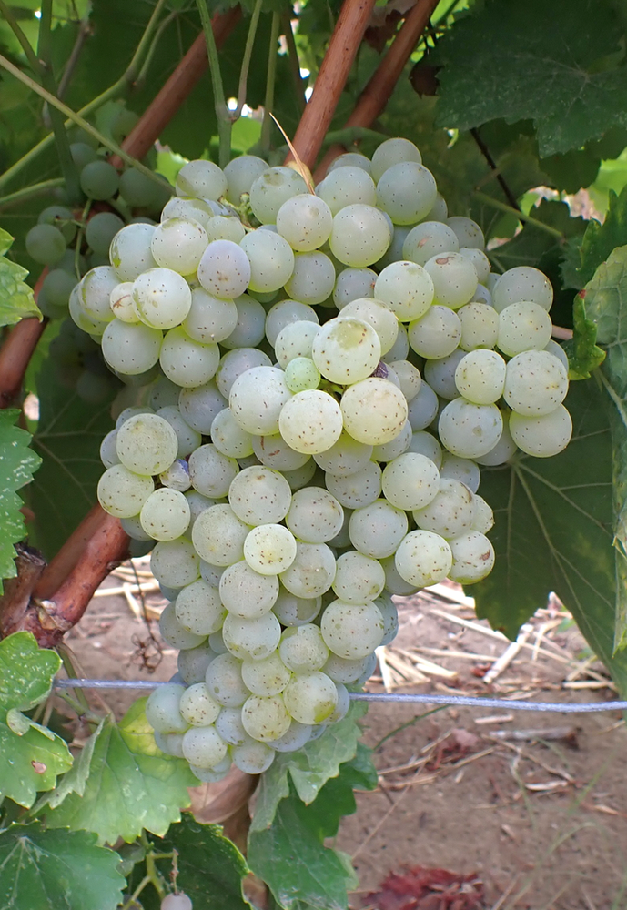 What is Voltis: Champagne&#8217;s Experimental Hybrid Grape