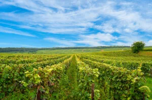 France proposes €120m plan to uproot vines