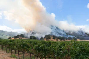 New method may help wines tainted by wildfire smoke