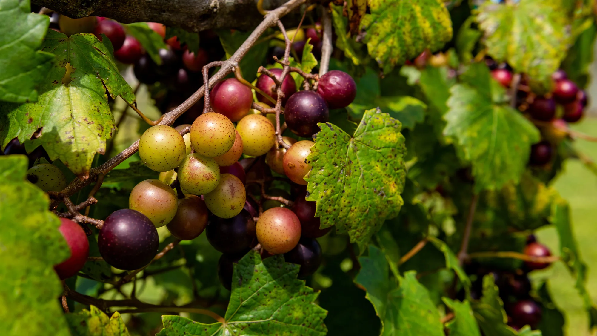 , Wine 101: Muscadine