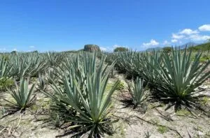 Get to know mezcal: Eight to try