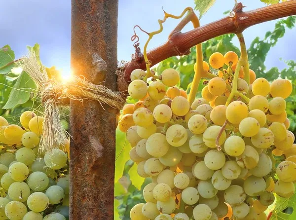 Everything you need to know about Assyrtiko, a Lodi wine of the future