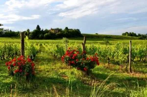 Barbera d’Asti and Monferrato: Showcasing Piedmont&#8217;s brightest stars