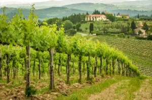 Andrew Jefford: ‘Are there lessons for Bordeaux in Tuscany’s free thinking?’