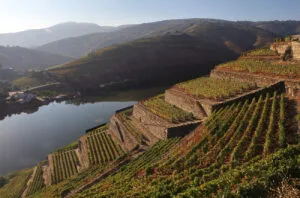 Douro&#8217;s re(d)volution: The ascent of Portugal’s still red wines