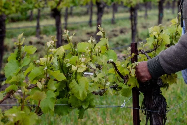 Sustainable Strides: 12 Vineyards Join the SIP Certified Family