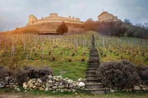 Vineyards and volcanics