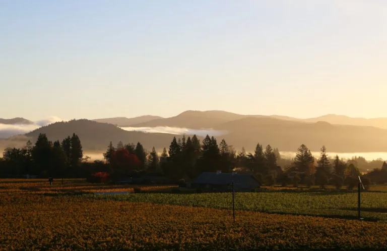 Napa Vintners open cellars for 2014 vintage