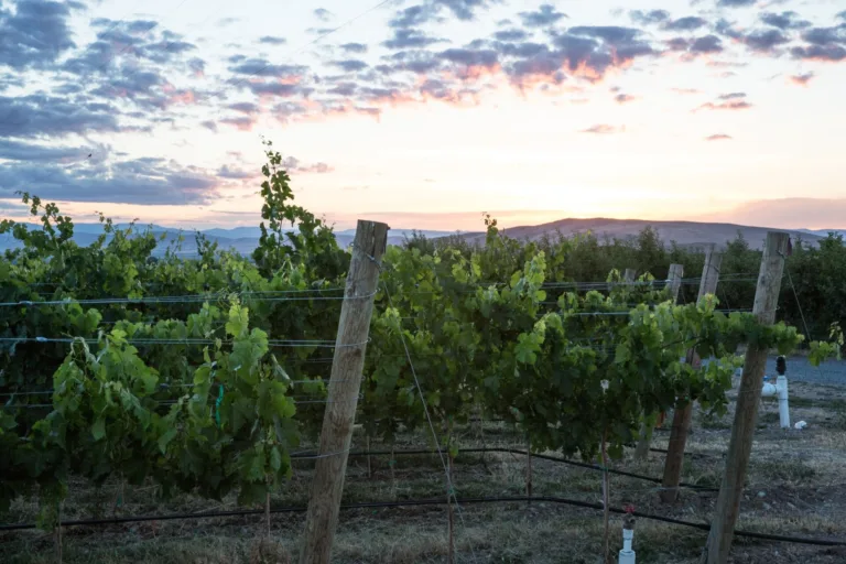 Fourteen Washington Growers and Estate Wineries Come Together to Launch The Hills