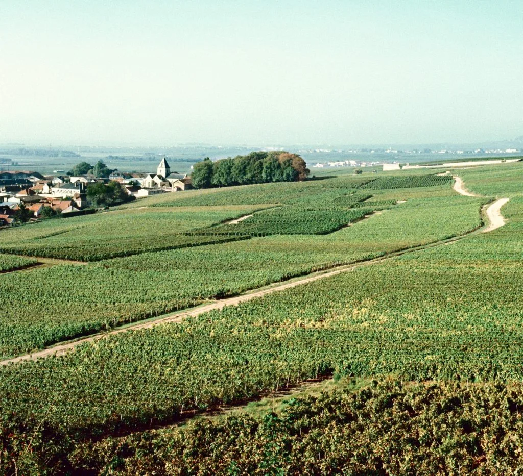 , Artisan Champagne: a report from the region