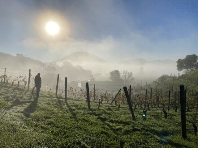 Napa Green Celebrates Over 80 Vineyards &amp; 40 Growers Certified as Regenerative, Climate Smart Napa Green Vineyards