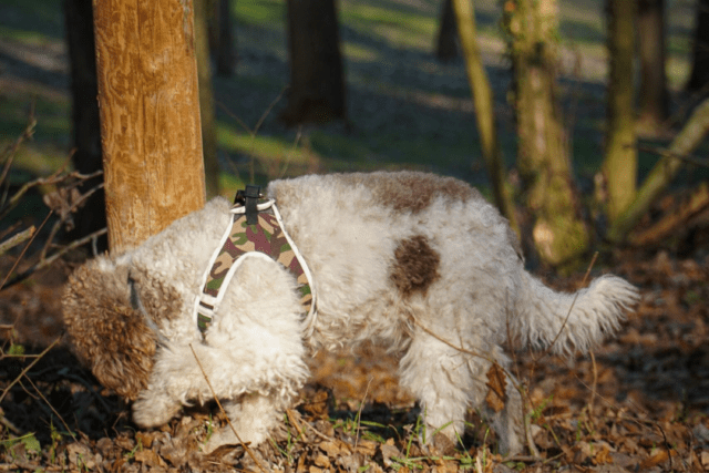 Josetta Saffirio Invites You to Go Truffle Hunting: A Sustainable Commitment in the Heart of the Langhe