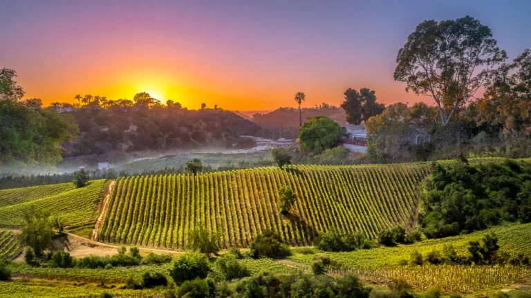 We Asked 18 Wine Pros: What’s the Most Underrated Napa Wine? (2024)