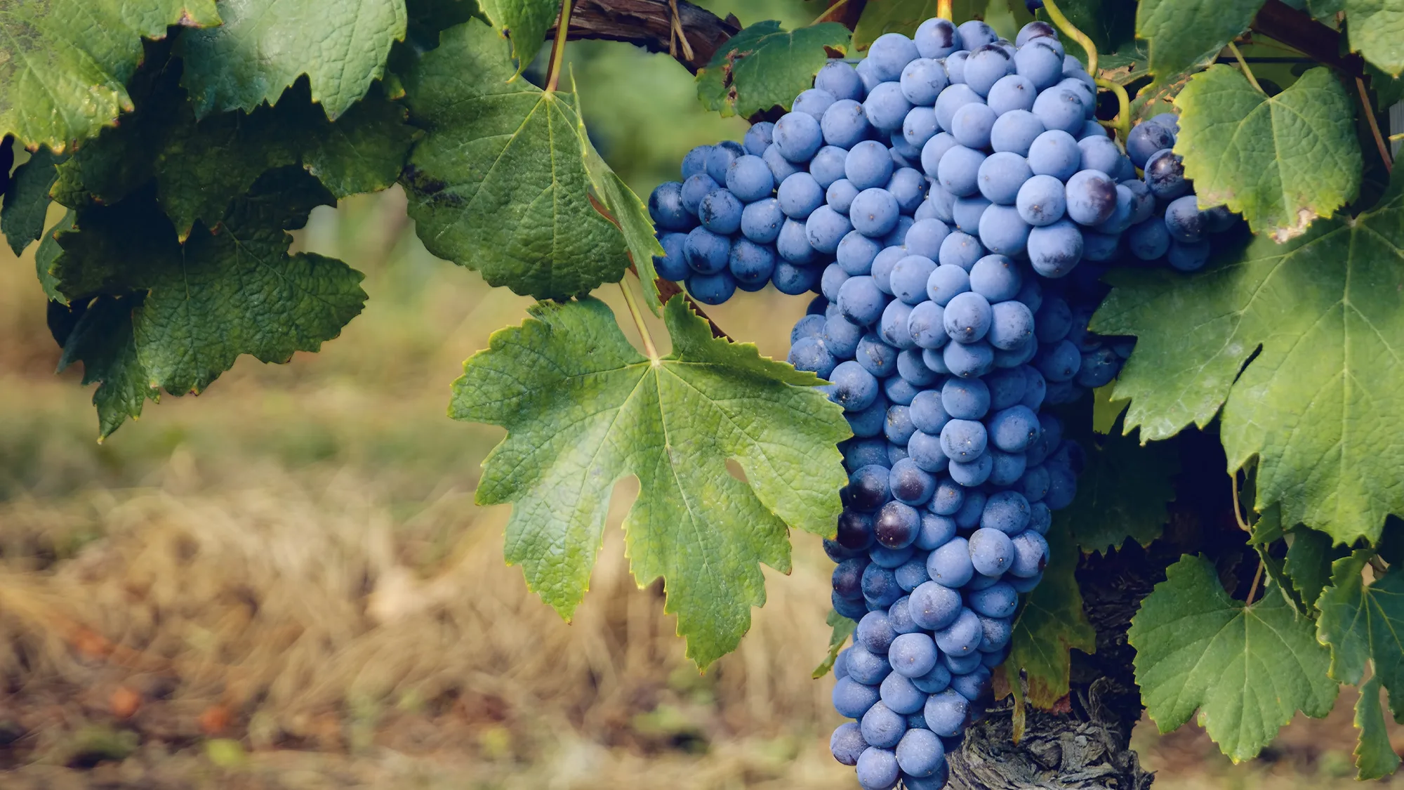 , Wine 101: Nebbiolo Heads North