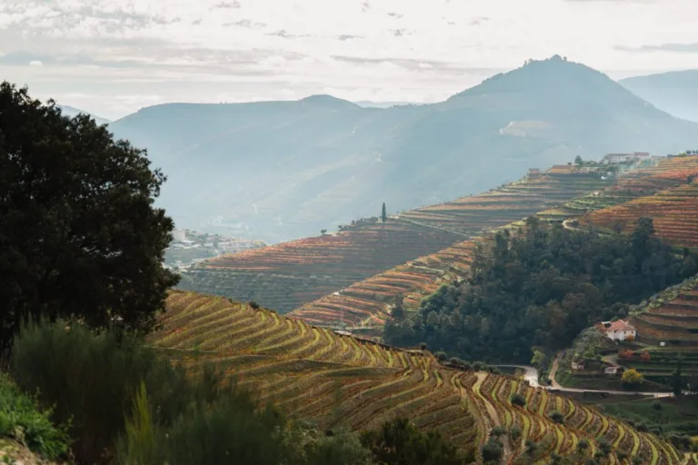 The Pinhão Valley: celebrating Port’s ‘Goldilocks’ zone