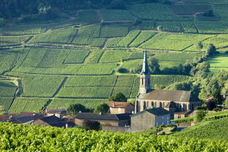 Bourgogne wine see global growth despite difficult market conditions