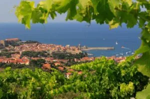 Andrew Jefford: ‘Collioure could be a little mountain Burgundy of the south’