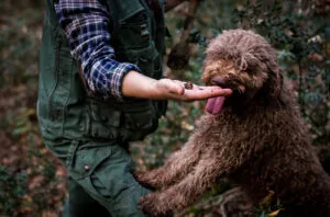 Istria unearthed: Treasured truffles