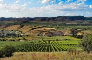 China producer profile: Silk Road Winery – Yili River Valley, Xinjiang