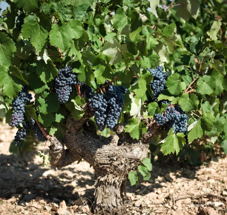 Is Monastrell the climate-adaptable grape the industry needs?