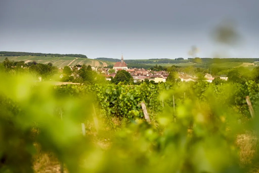 , The story of Maison Simonnet-Febvre’s new Chablis Premier Cru Forêts