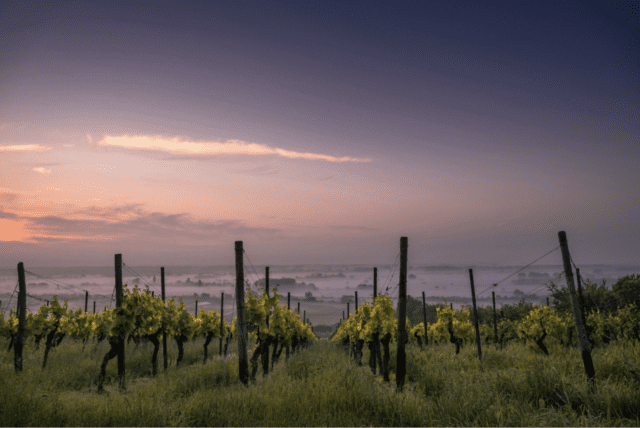 , Milestone OIV Resolution Recognises Old Vines