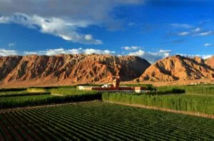 China producer profile: Tiansai Vineyards – Yanqi Basin, Xinjiang