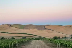 , How to fill a 4,000-hectare hole: The future of Washington State wine