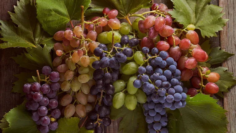 The Different Names for Popular Wine Grapes Around the World [Infographic]