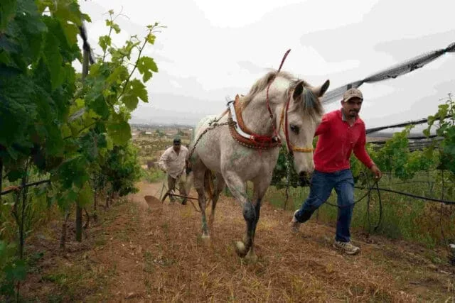 Exploring Wine Regions – México Now Available in Bookstores and Online