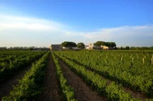 China producer profile: Grace Vineyard – Shanxi and Ningxia