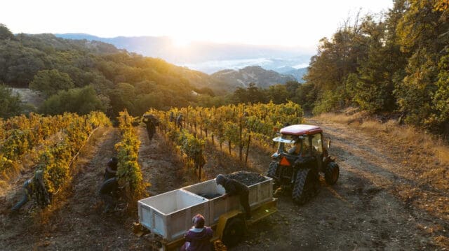 California 2024 Winegrape Harvest Begins Early and Delivers High Quality