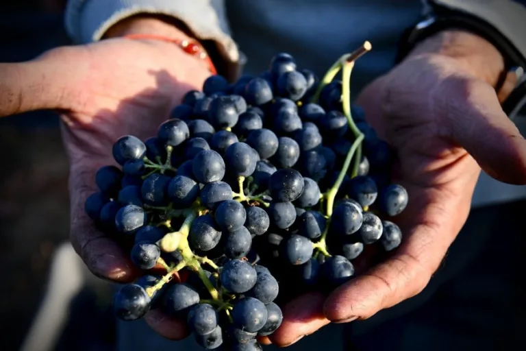 Organic and Biodynamic Winegrowing Conference 2025 announced