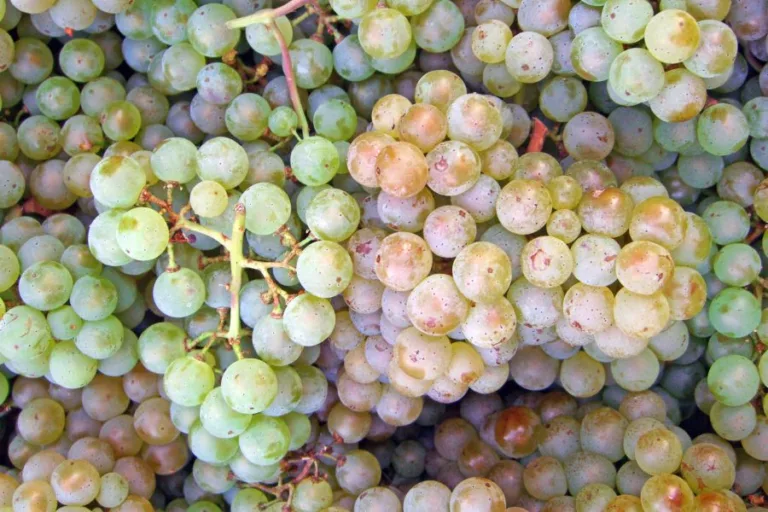 Pinot blanc: the overlooked grape